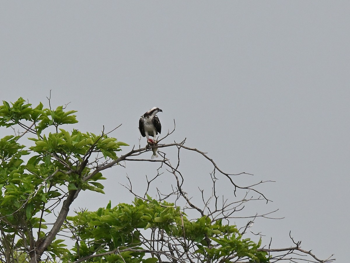 Falco pescatore - ML644003200