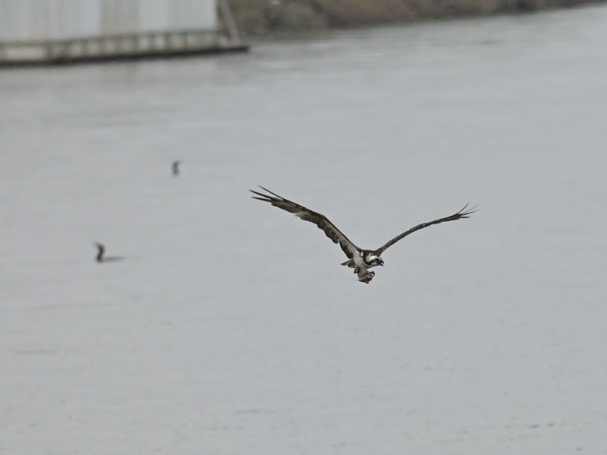 Falco pescatore - ML644003201