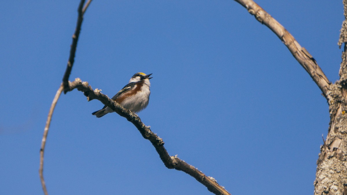 Chestnut-sided Warbler - ML644003235