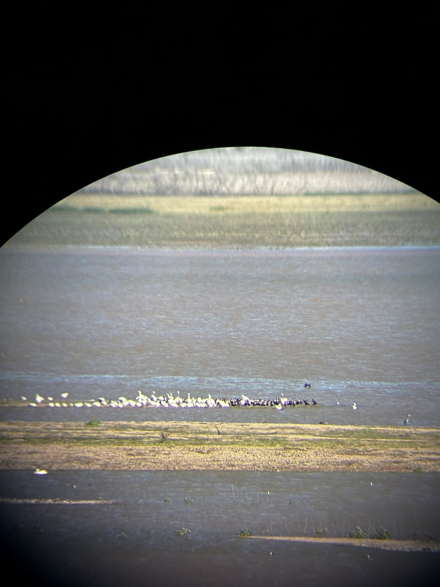 American White Pelican - ML644003238