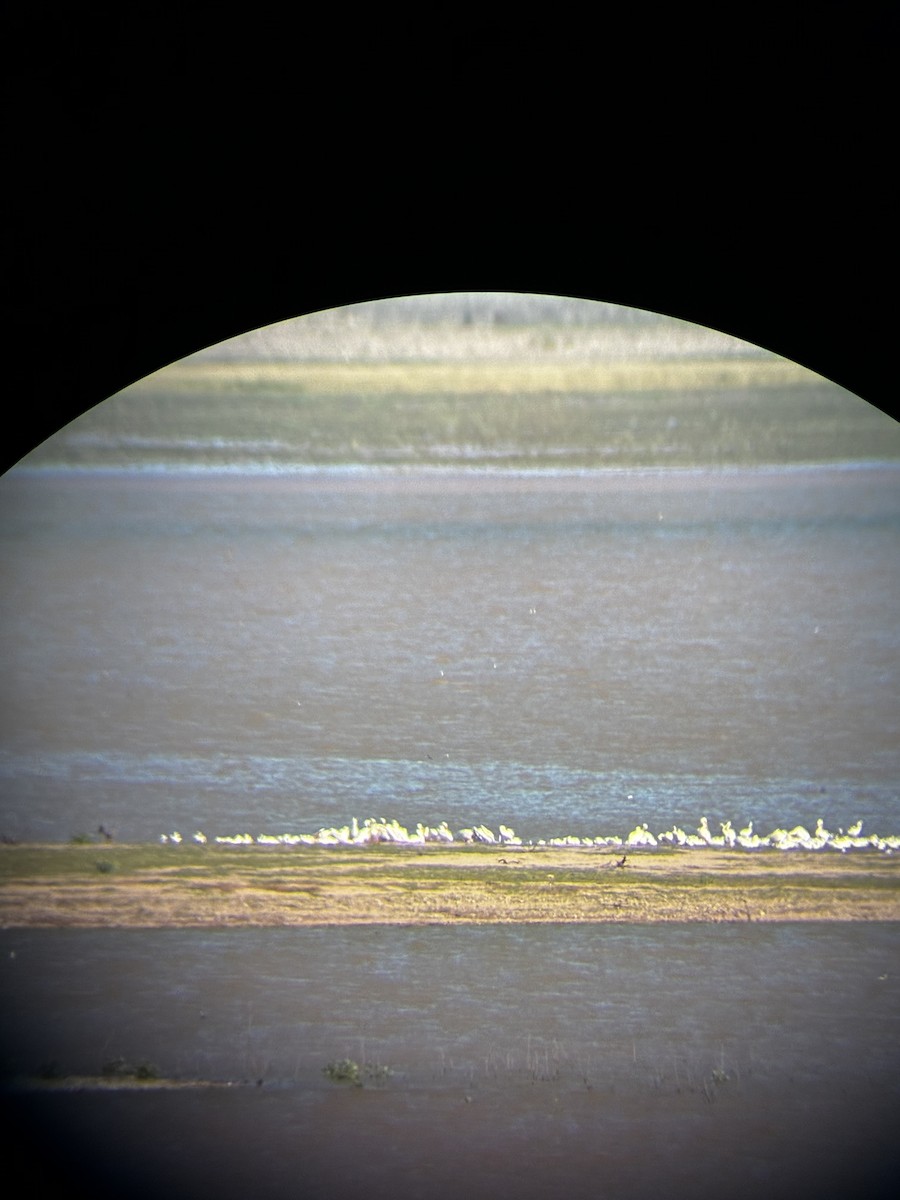 American White Pelican - ML644003239