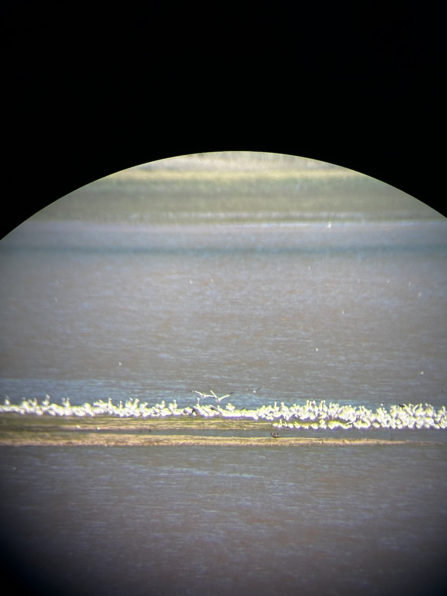 American White Pelican - ML644003240