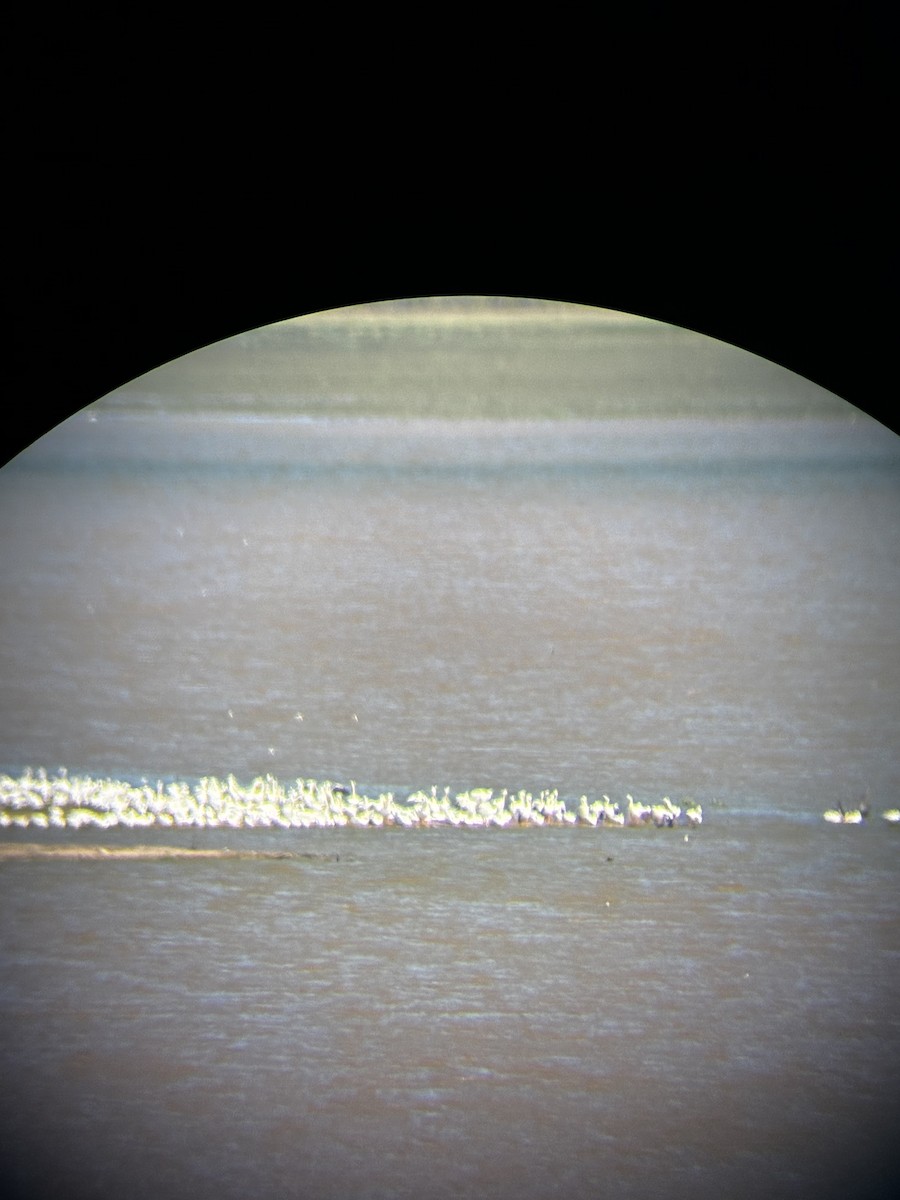 American White Pelican - ML644003241