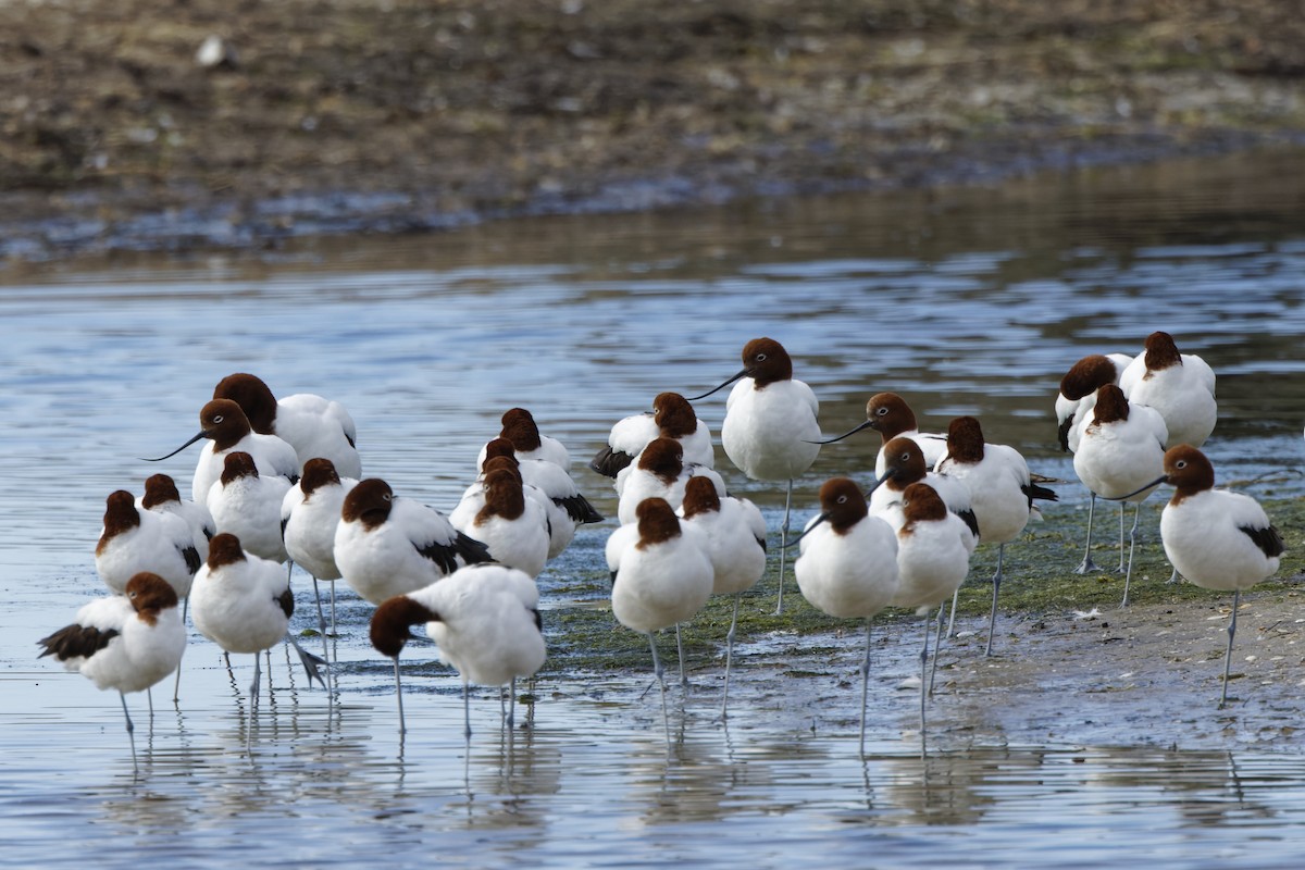 Red-necked Avocet - ML644003260