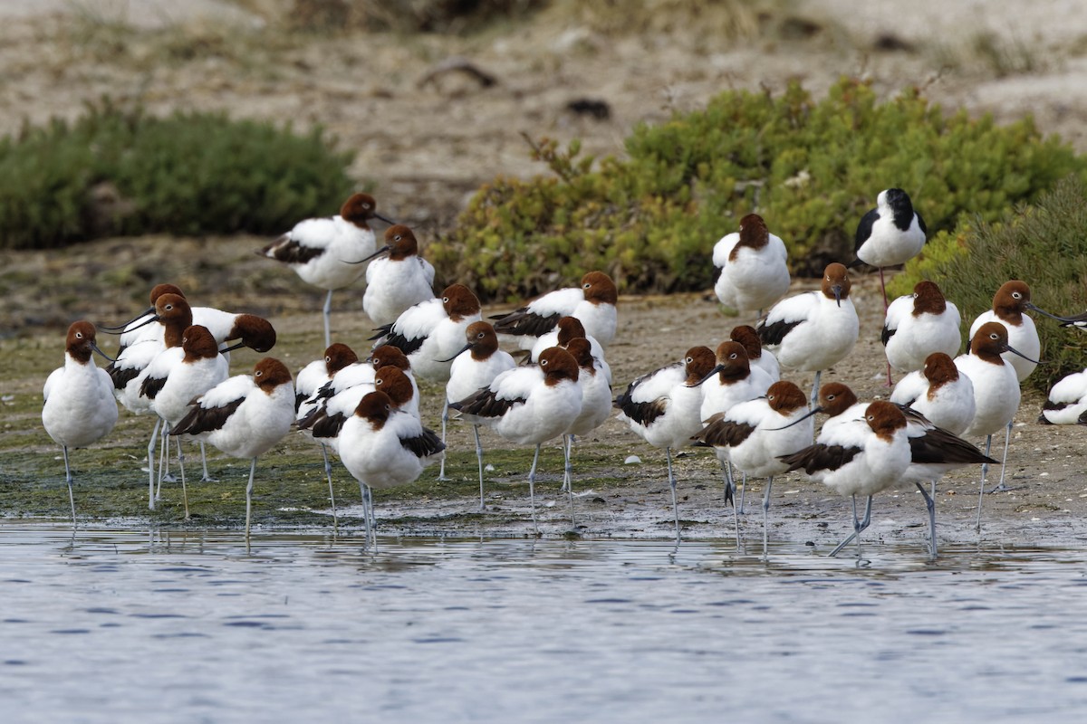 Red-necked Avocet - ML644003261