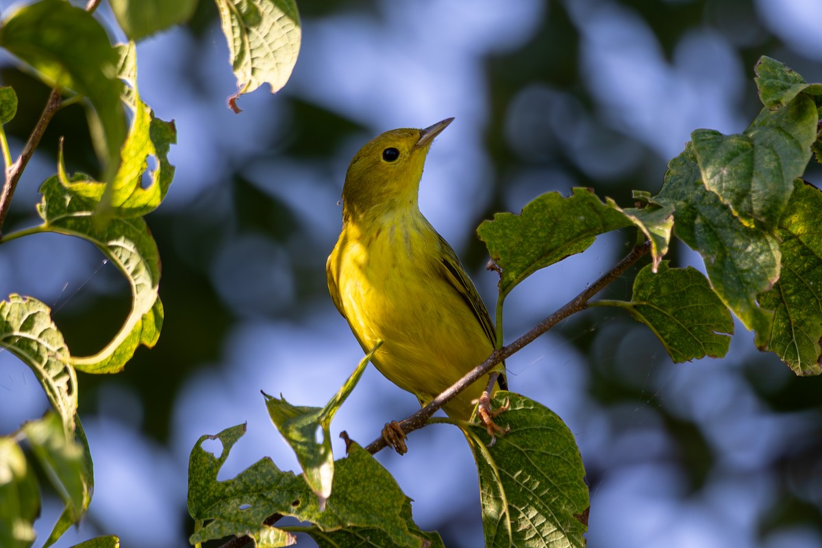 Yellow Warbler - ML644003283
