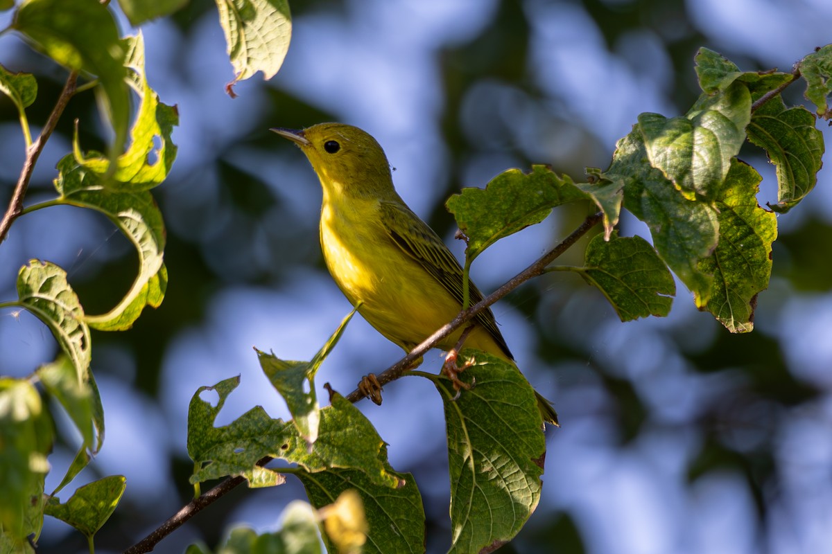 Yellow Warbler - ML644003284