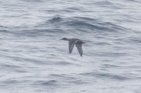 Ring-necked Duck - ML644003287