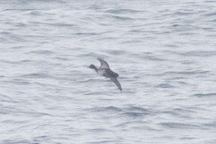 Ring-necked Duck - ML644003288