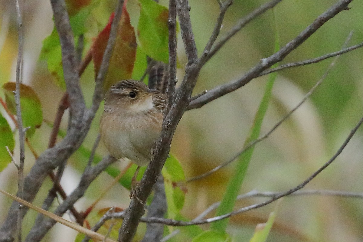 Sedge Wren - ML644003311