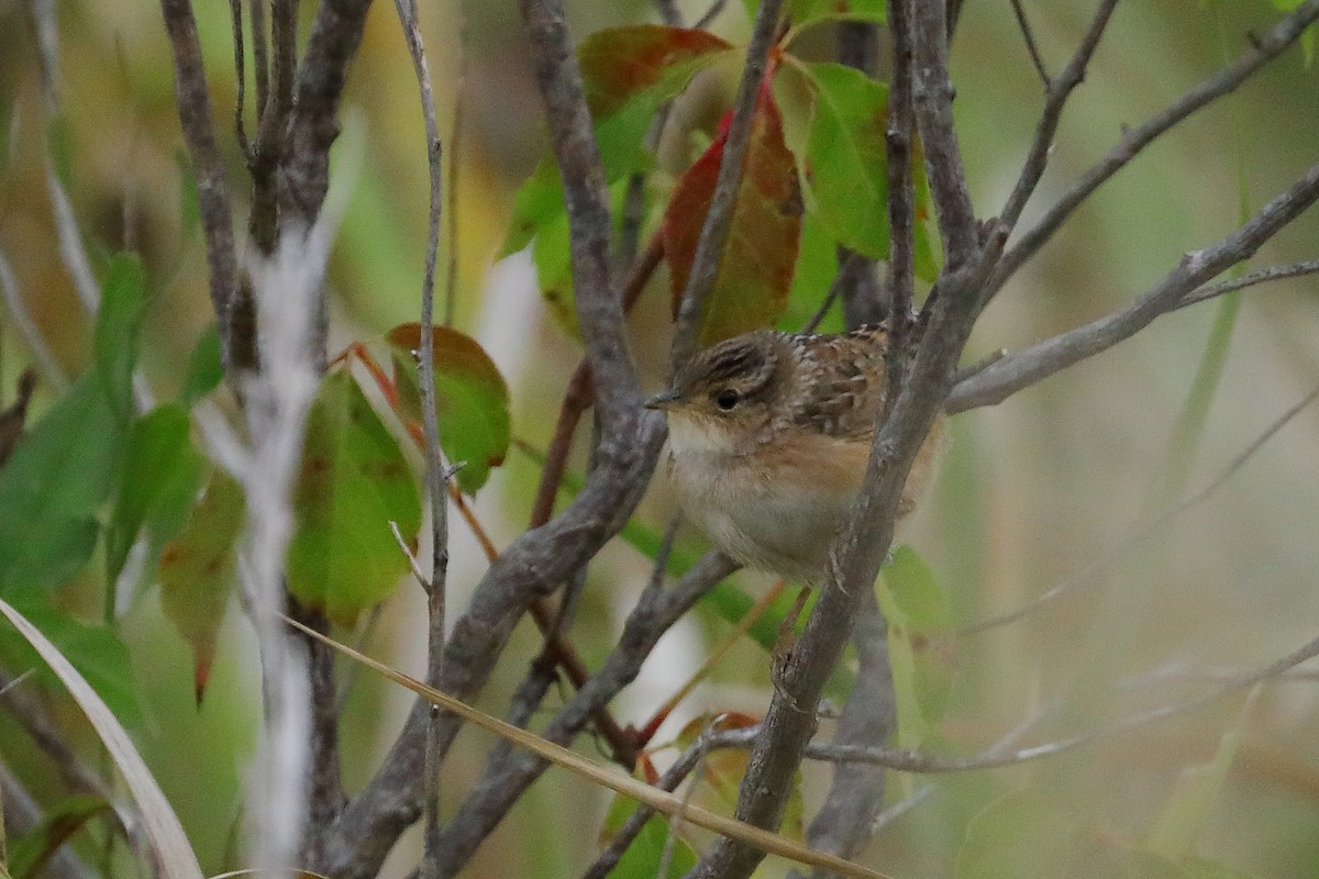 Sedge Wren - ML644003312