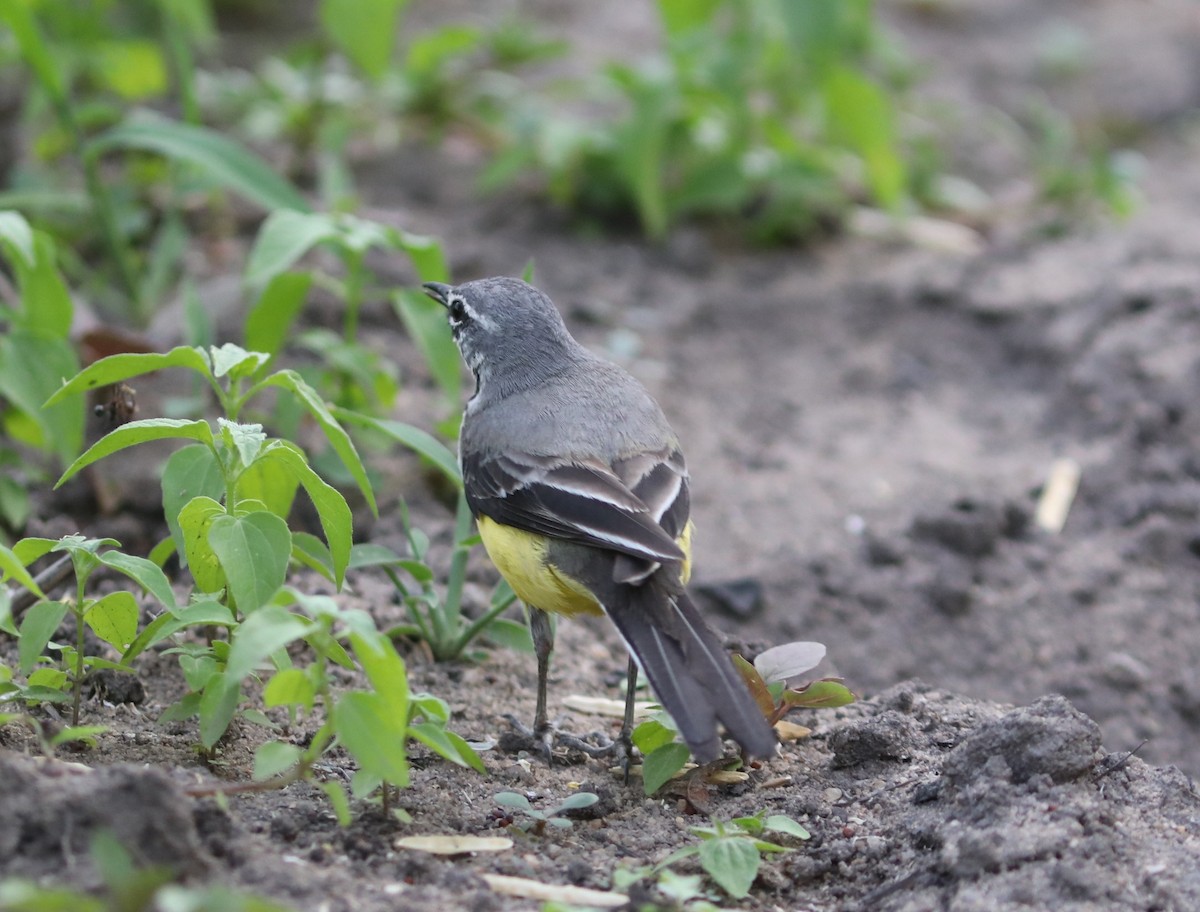 Madagascar Wagtail - ML644003316