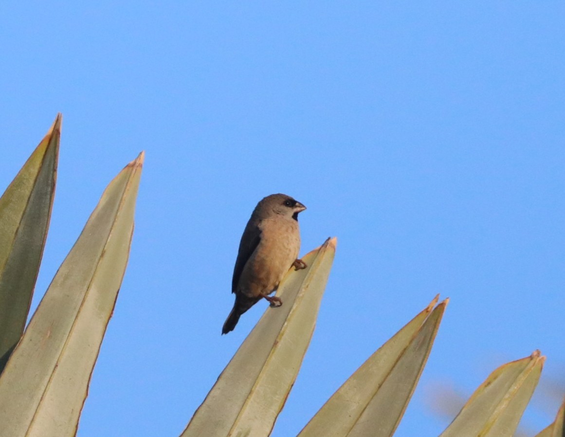 Madagascar Munia - ML644003369