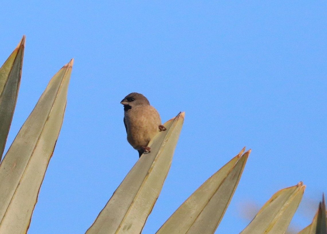 Madagascar Munia - ML644003372