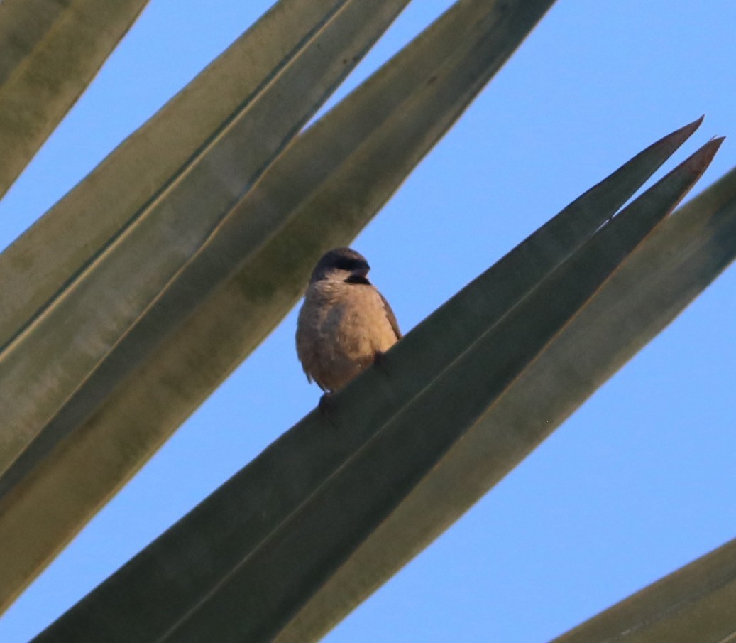 Madagascar Munia - ML644003373