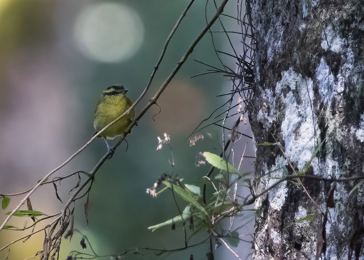 Mountain Leaf Warbler - ML644003374