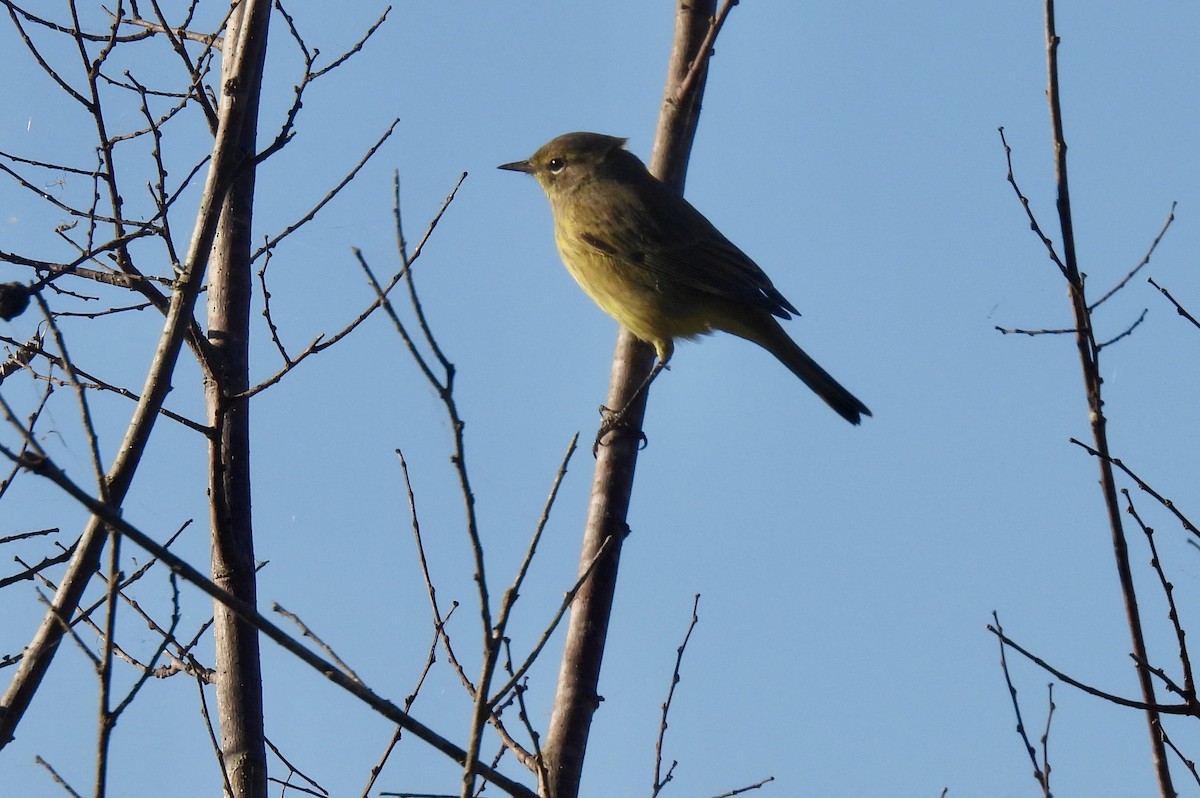 Paruline à couronne rousse - ML644003396