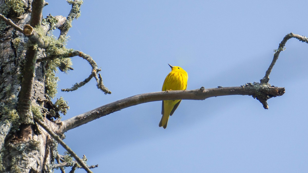Yellow Warbler (Northern) - ML644003408