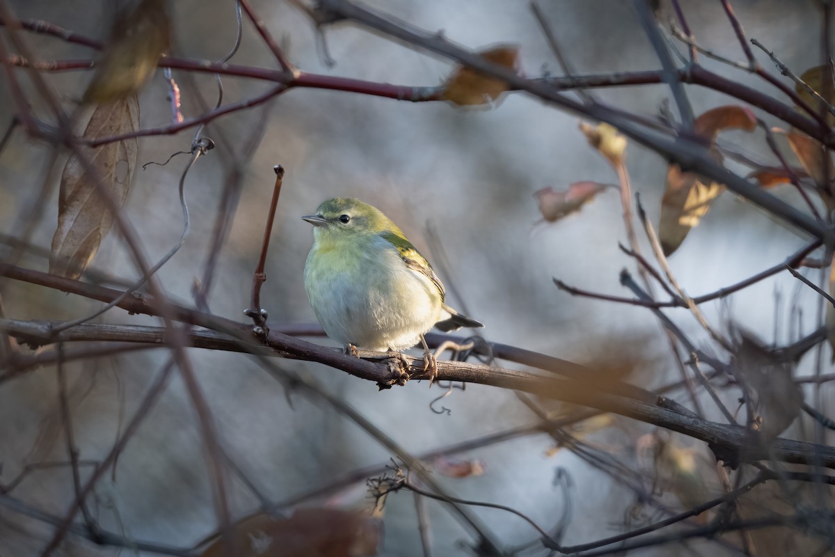 lesňáček olivový - ML644003421