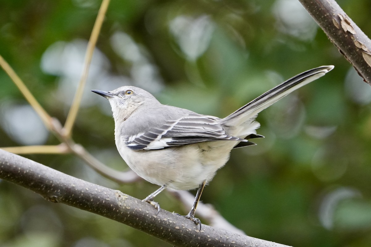 Northern Mockingbird - ML644003458