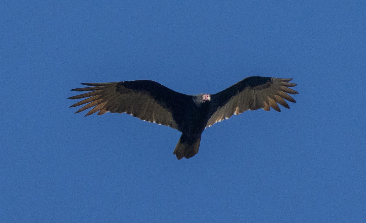 Aura Gallipavo - ML644003459