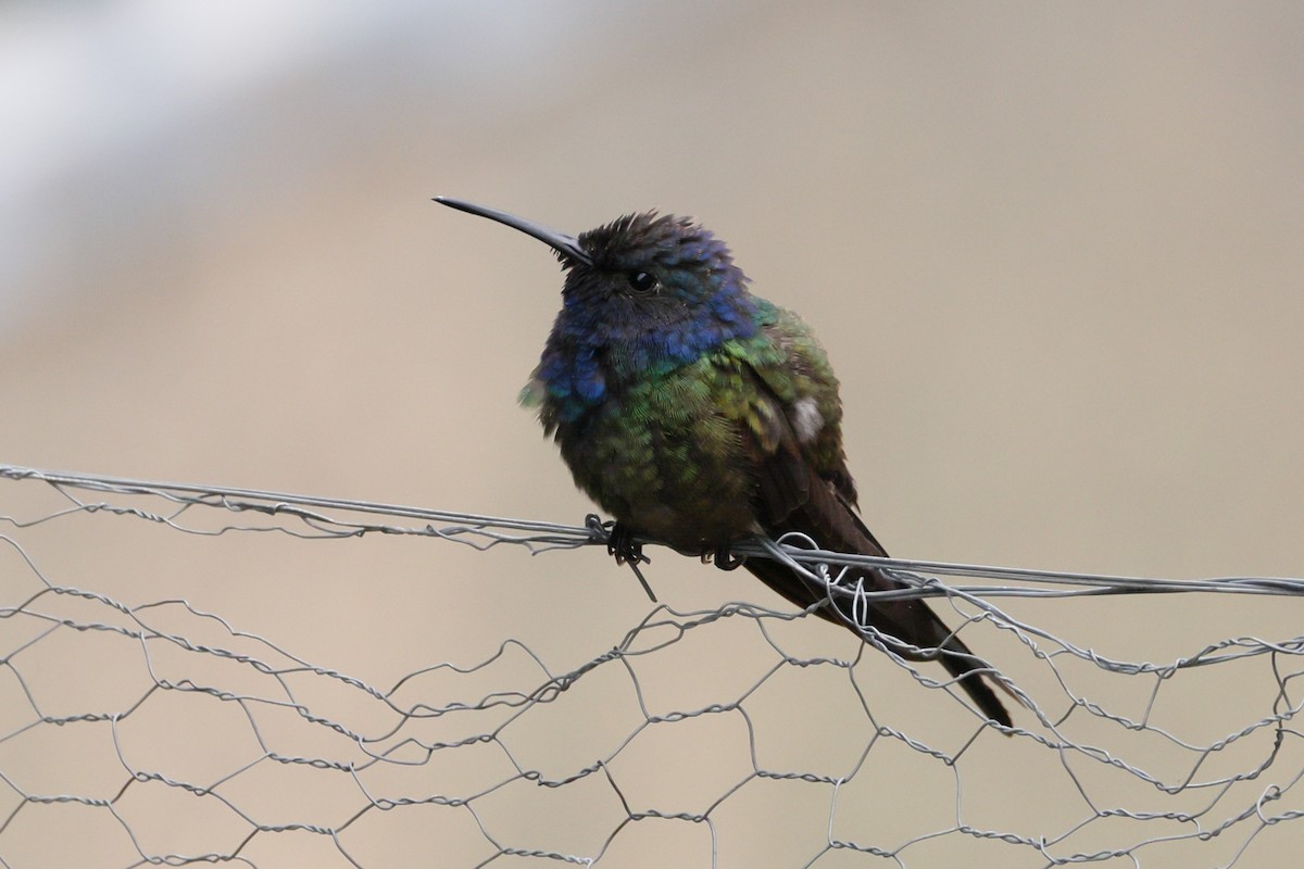 Swallow-tailed Hummingbird - ML644003484
