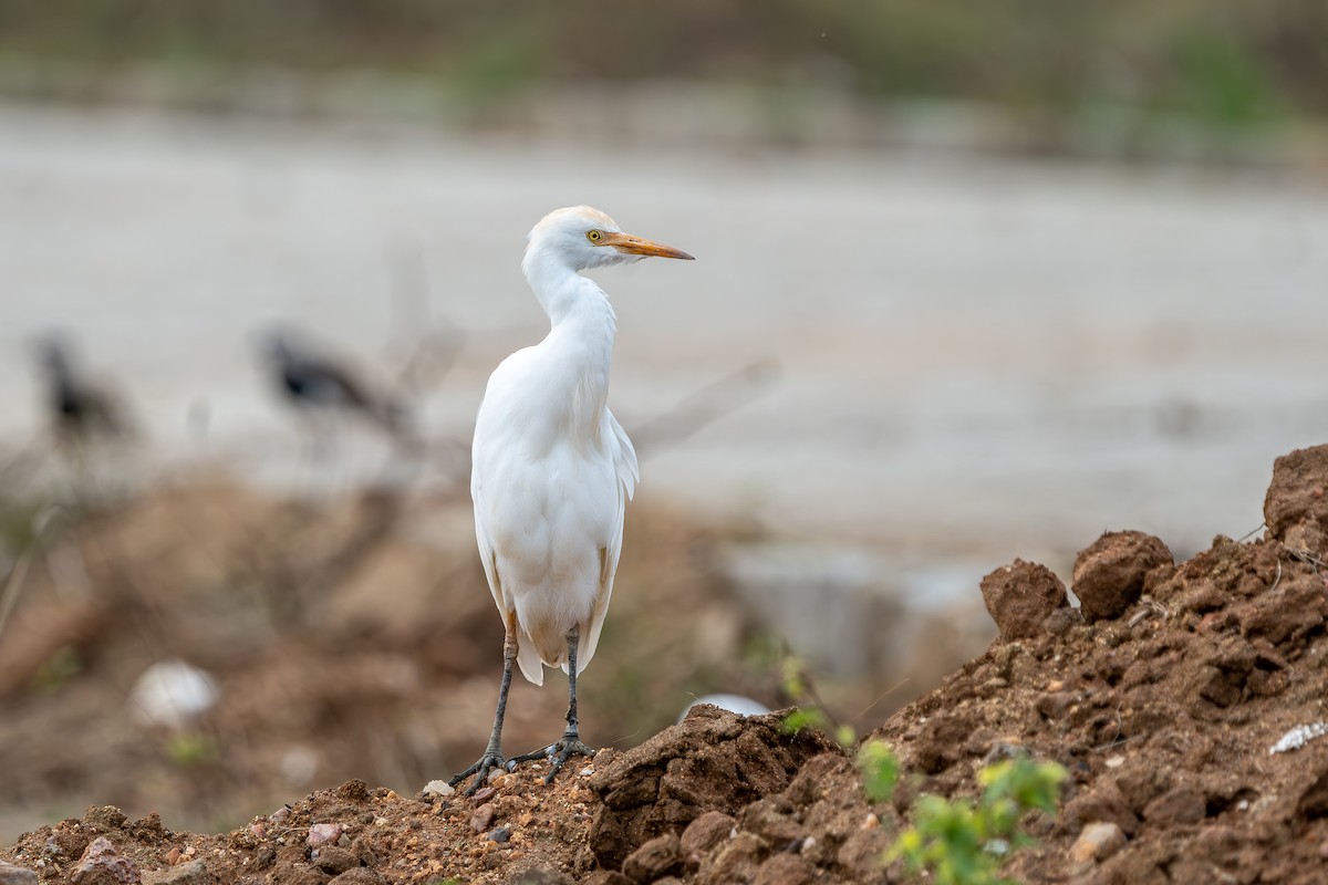 Western Cattle-Egret - ML644003488