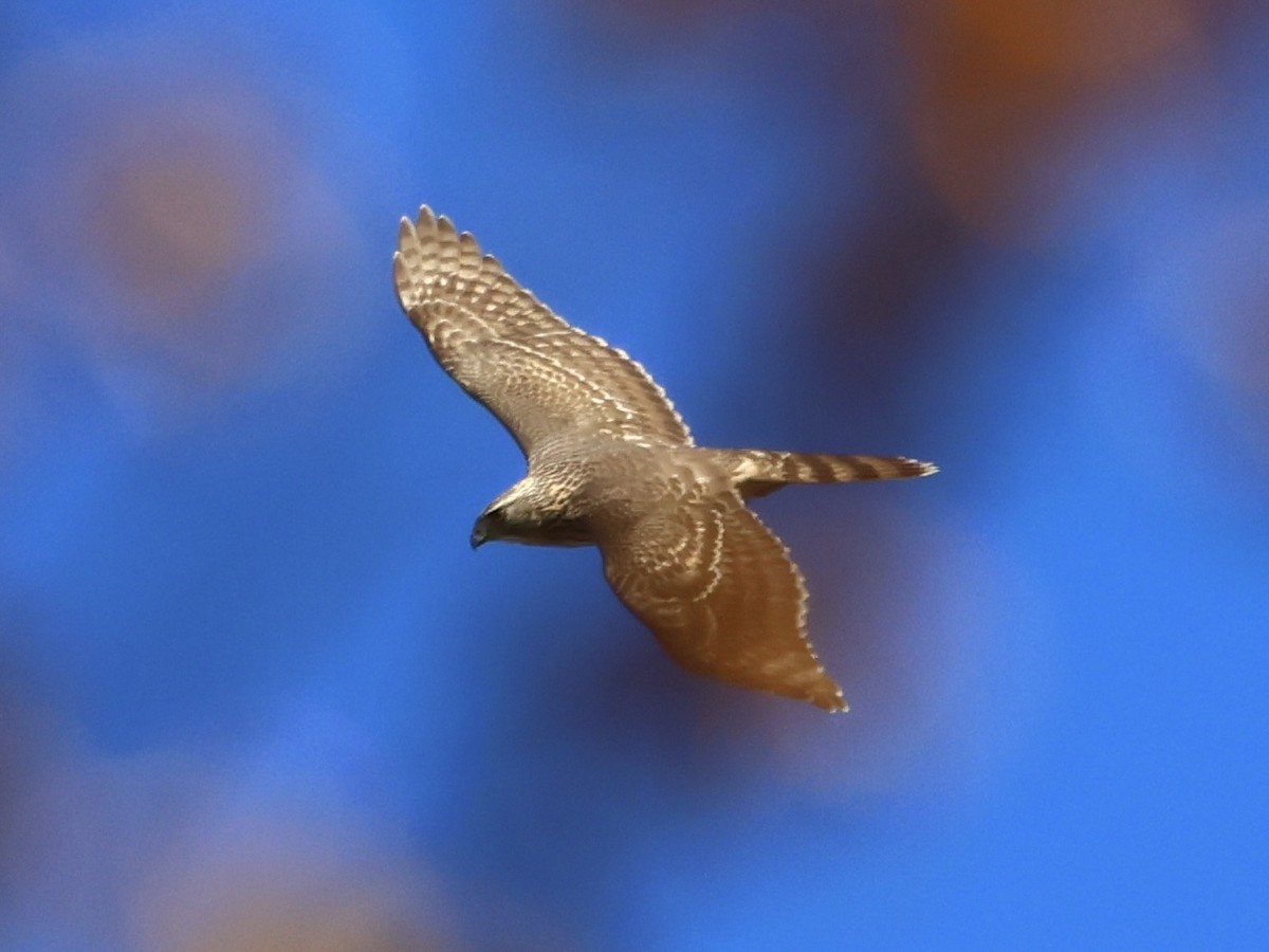 Eurasian Goshawk - ML644003491