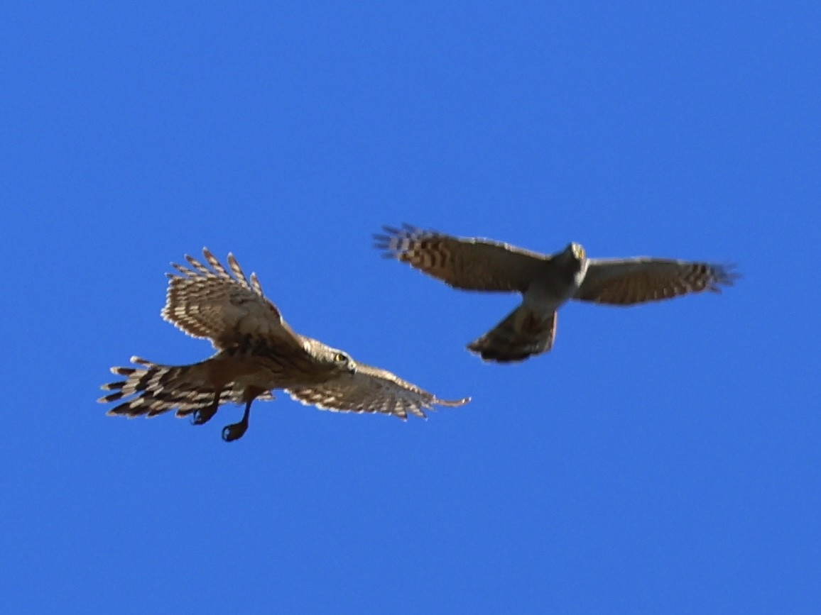 Eurasian Goshawk - ML644003493
