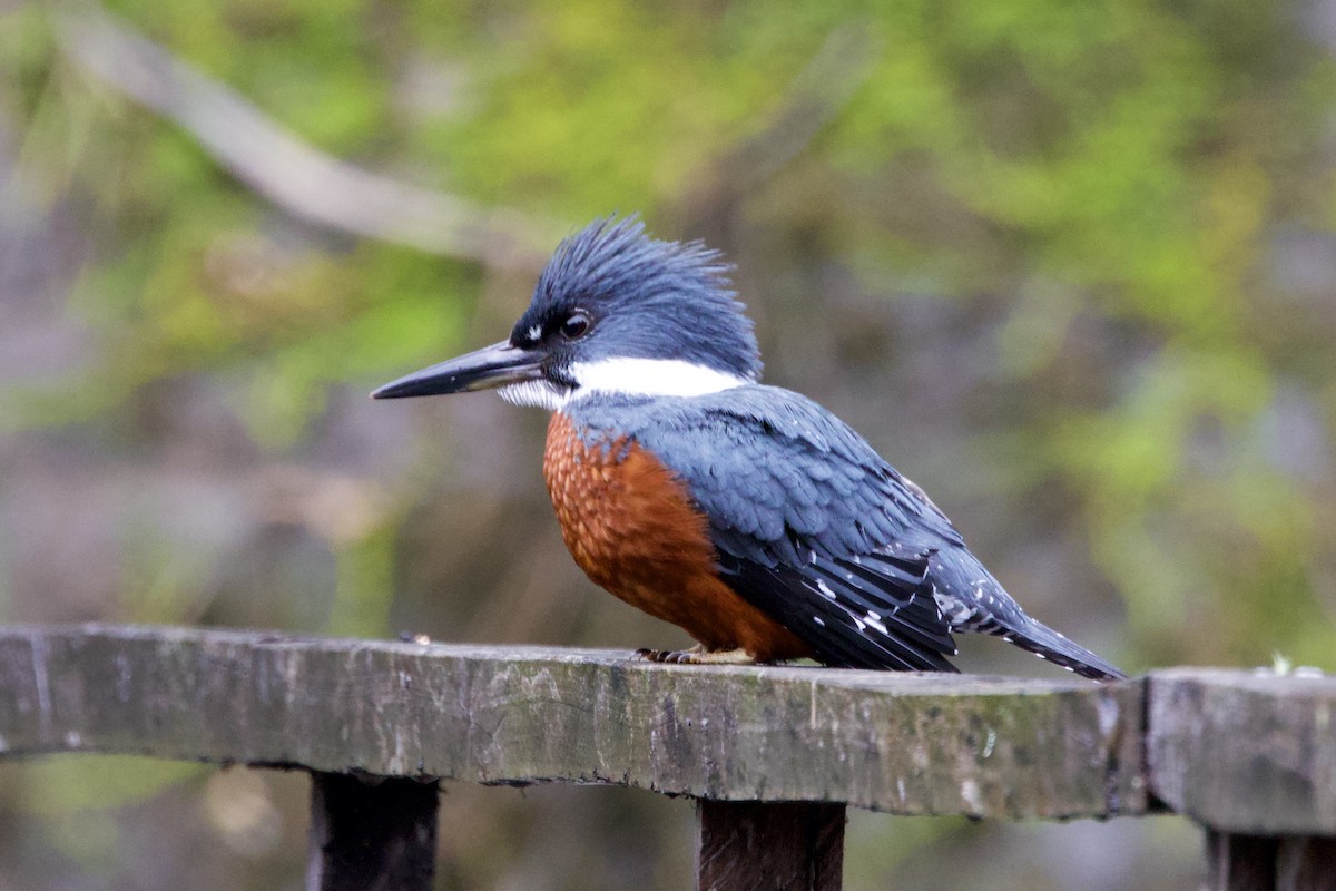Ringed Kingfisher - ML644003506
