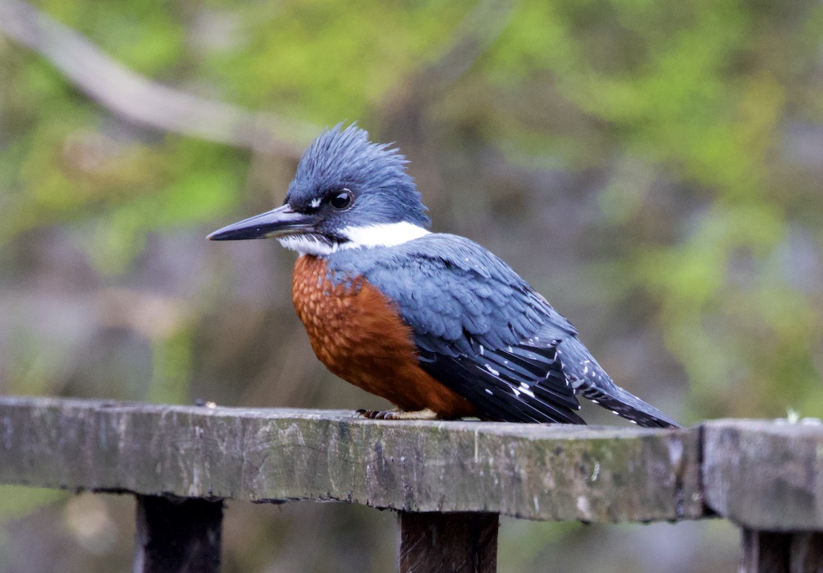 Ringed Kingfisher - ML644003507