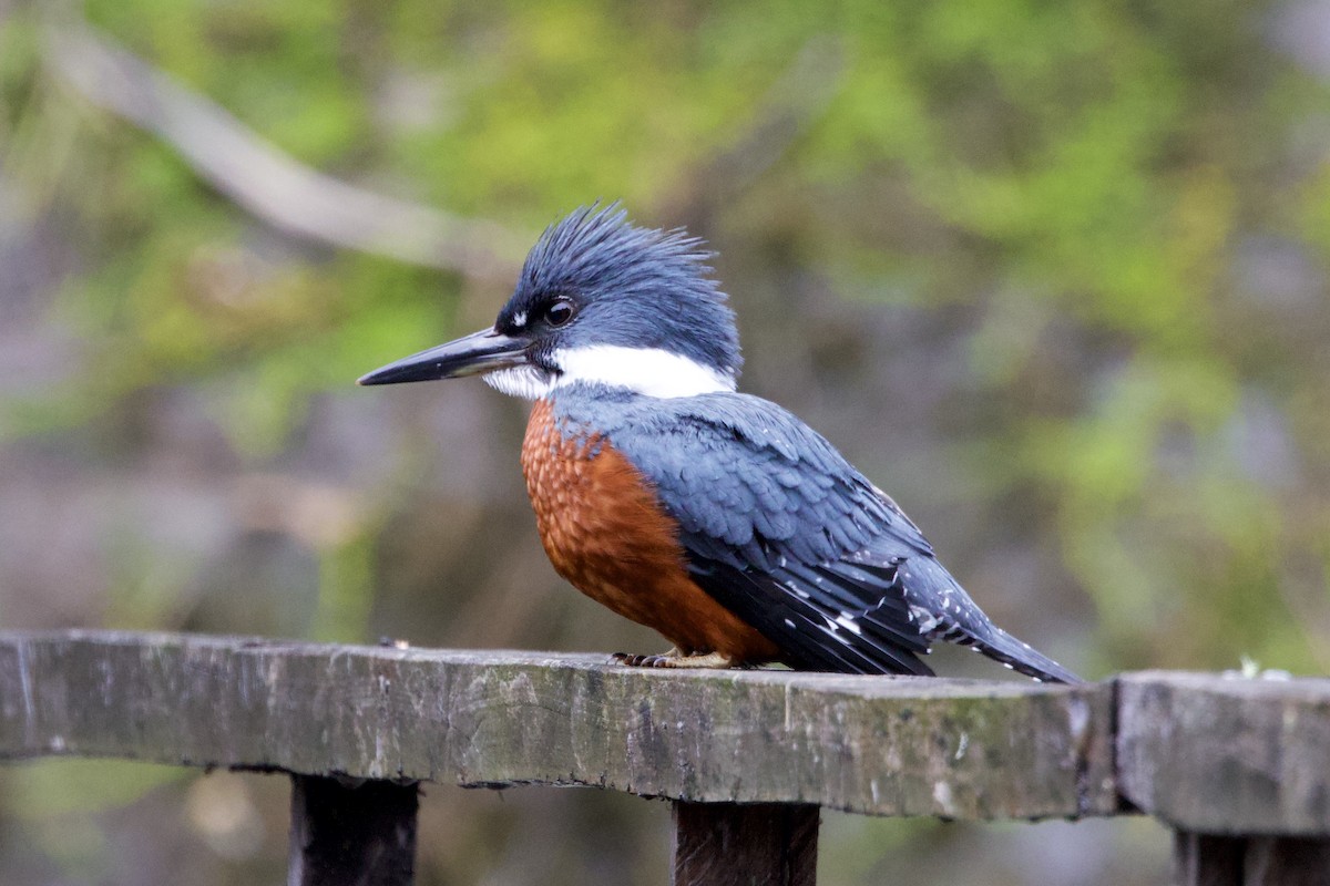 Ringed Kingfisher - ML644003508