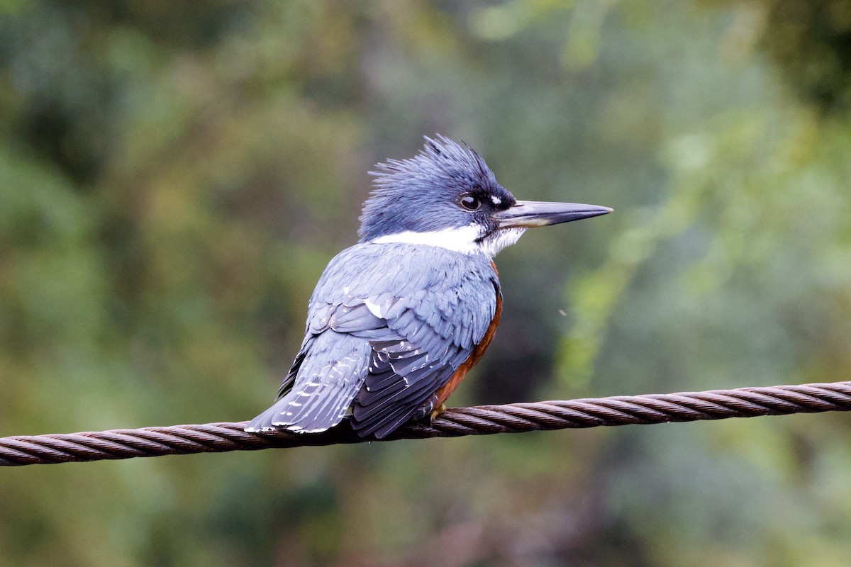 Ringed Kingfisher - ML644003509