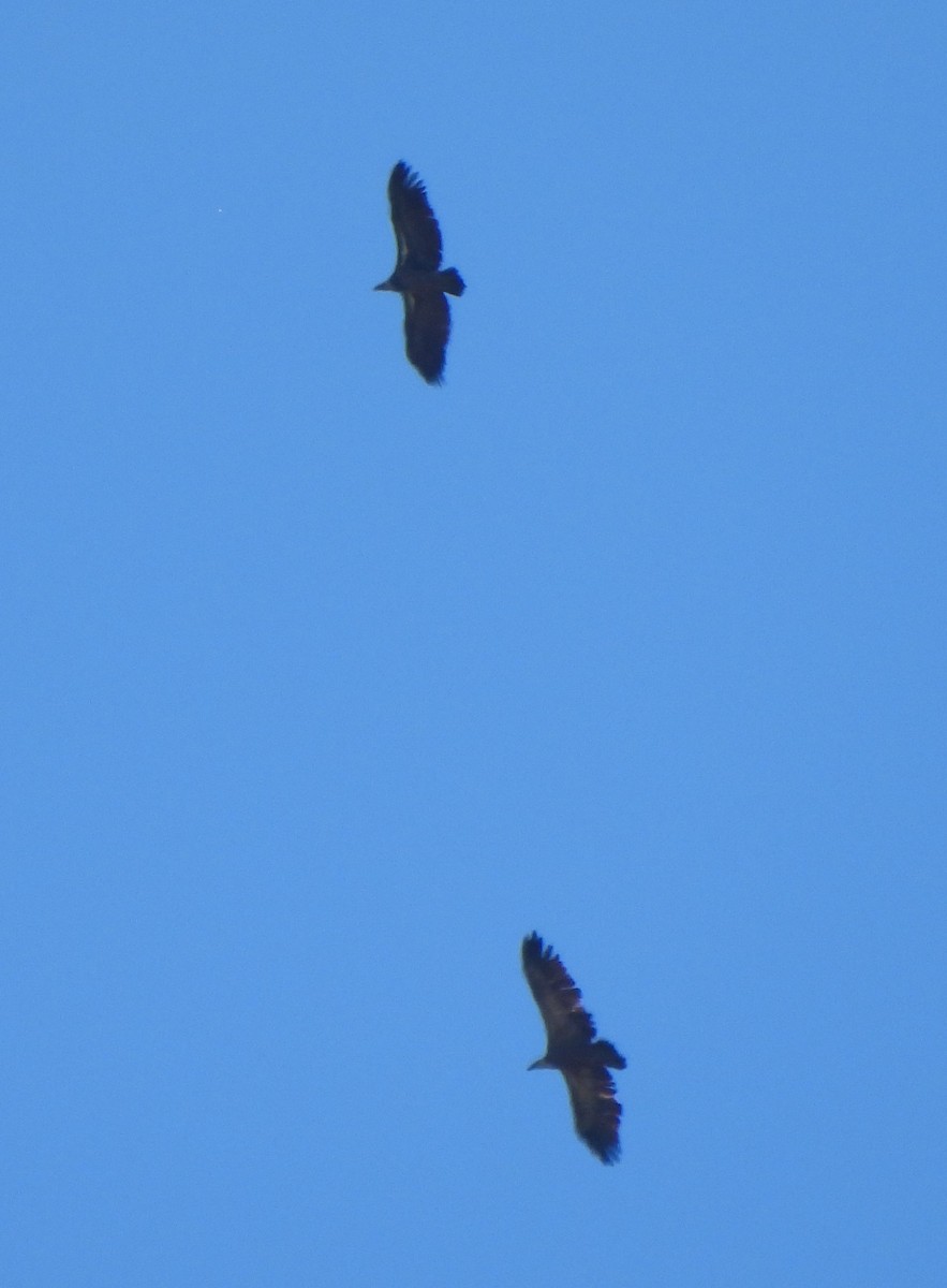 Rüppell's Griffon - ML644003511