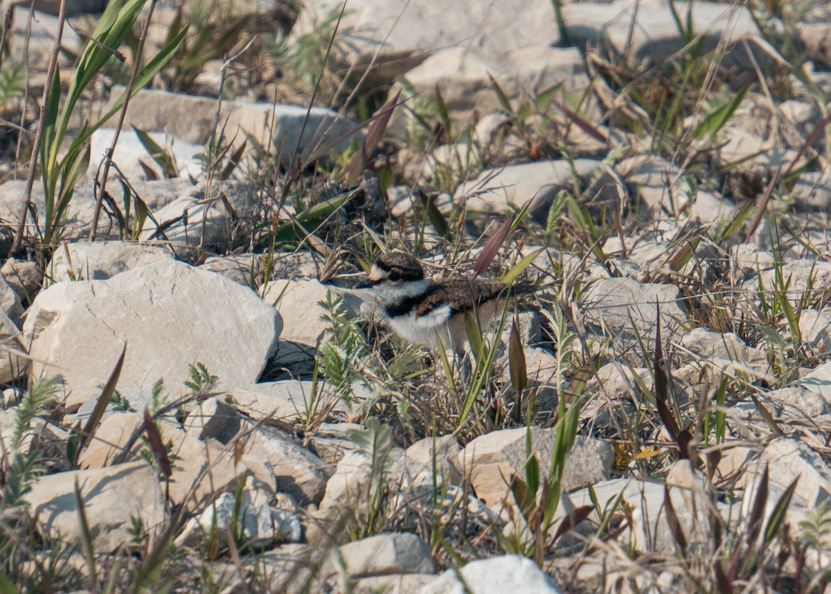 Killdeer - ML644003514