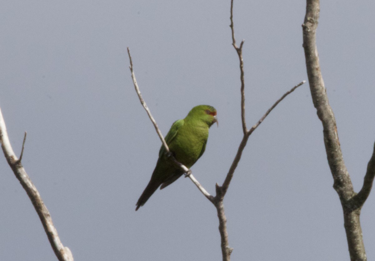Slender-billed Parakeet - ML644003524