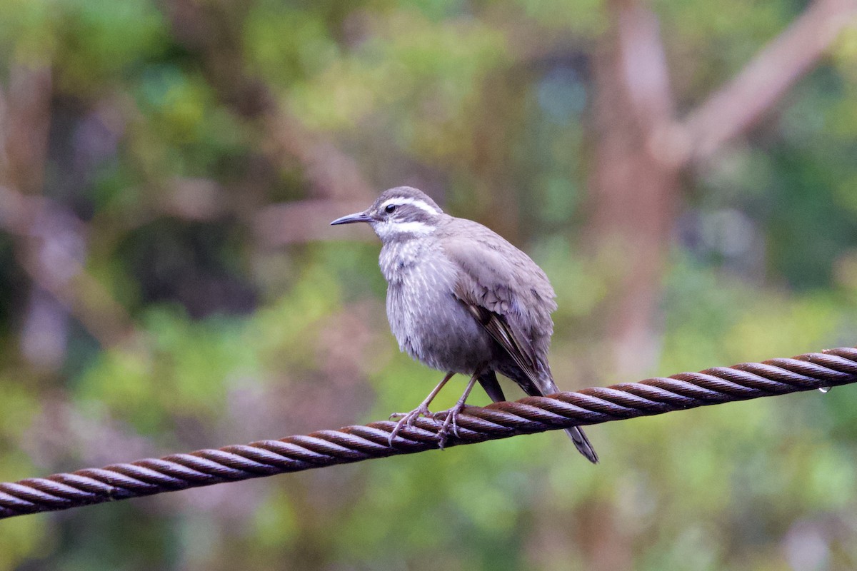 Gray-flanked Cinclodes - ML644003537