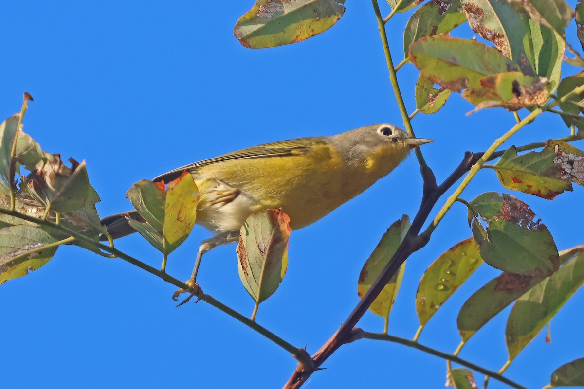 bjørkeparula - ML644003552