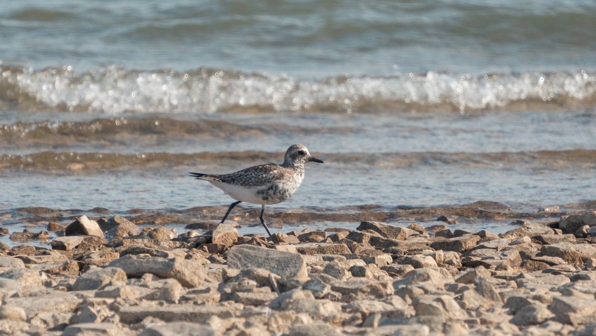 Буурал сүвээ цагаан - ML644003553