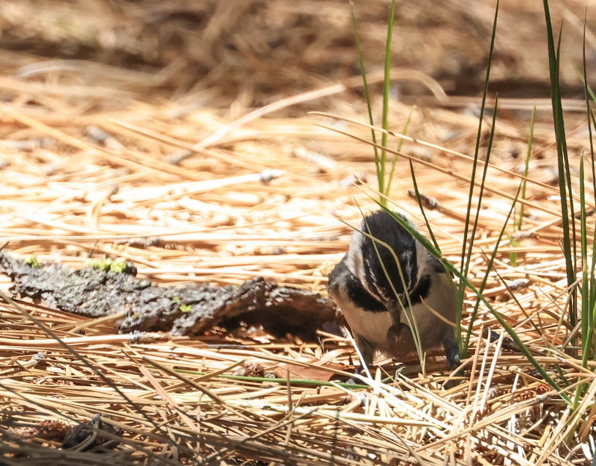 Mountain Chickadee - ML644003573