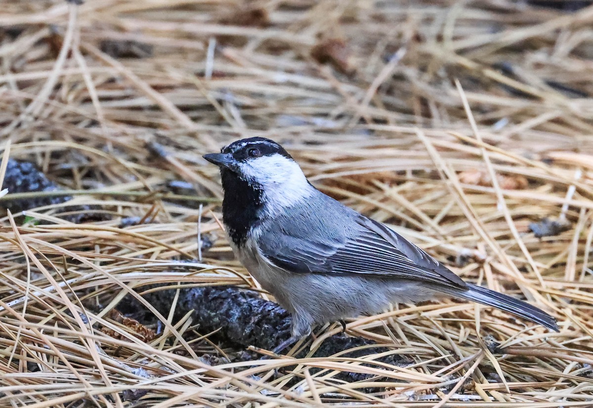 Mountain Chickadee - ML644003575