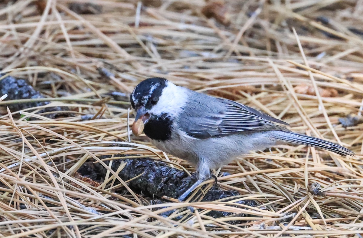 Mountain Chickadee - ML644003576
