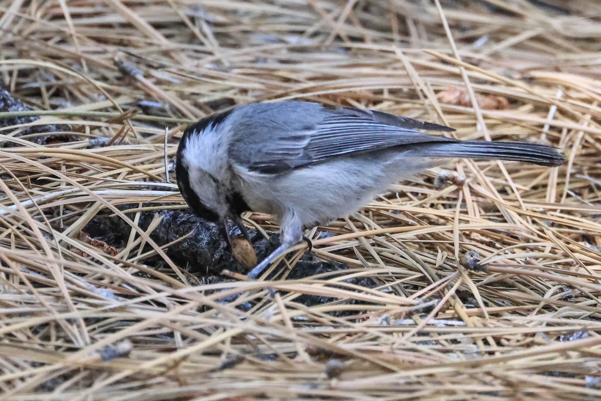 Mountain Chickadee - ML644003579