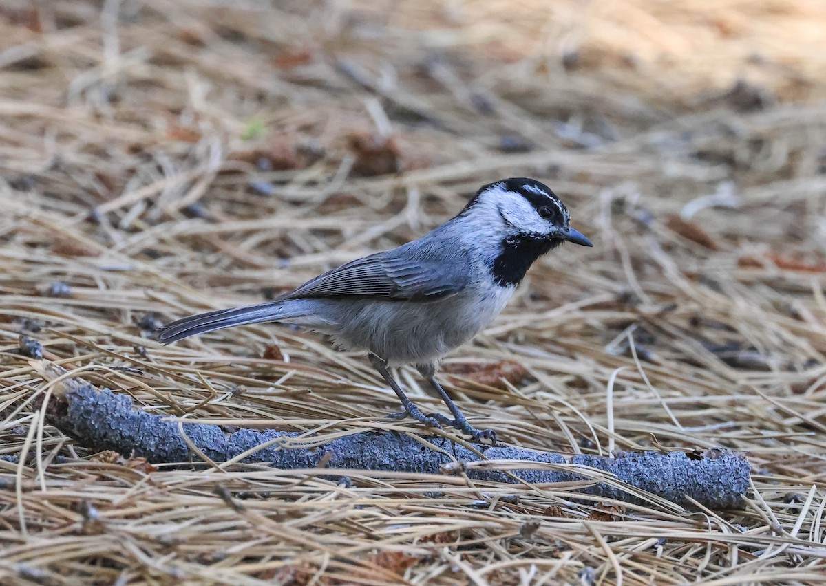 Mountain Chickadee - ML644003580