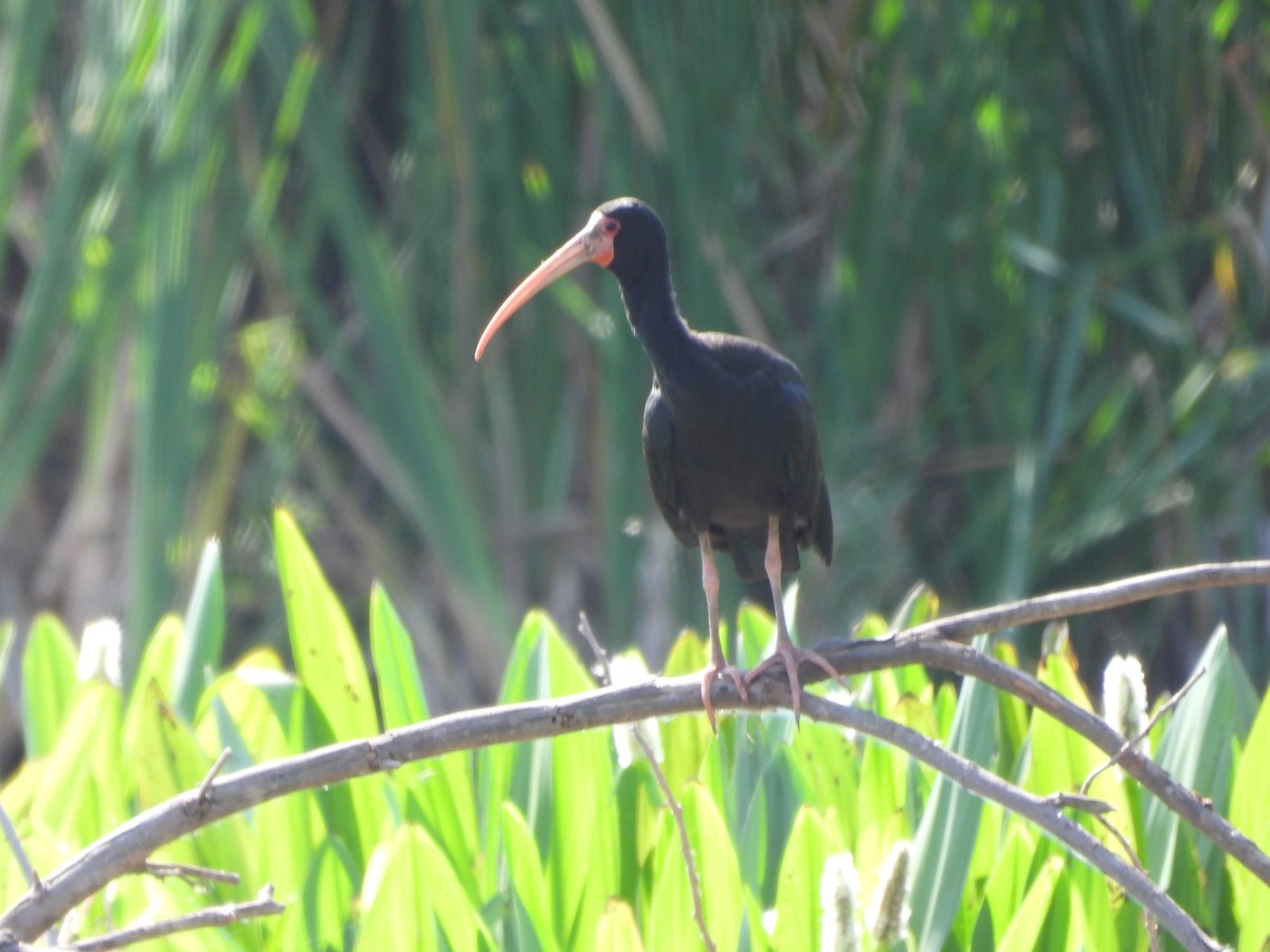 rødmaskeibis - ML644003582