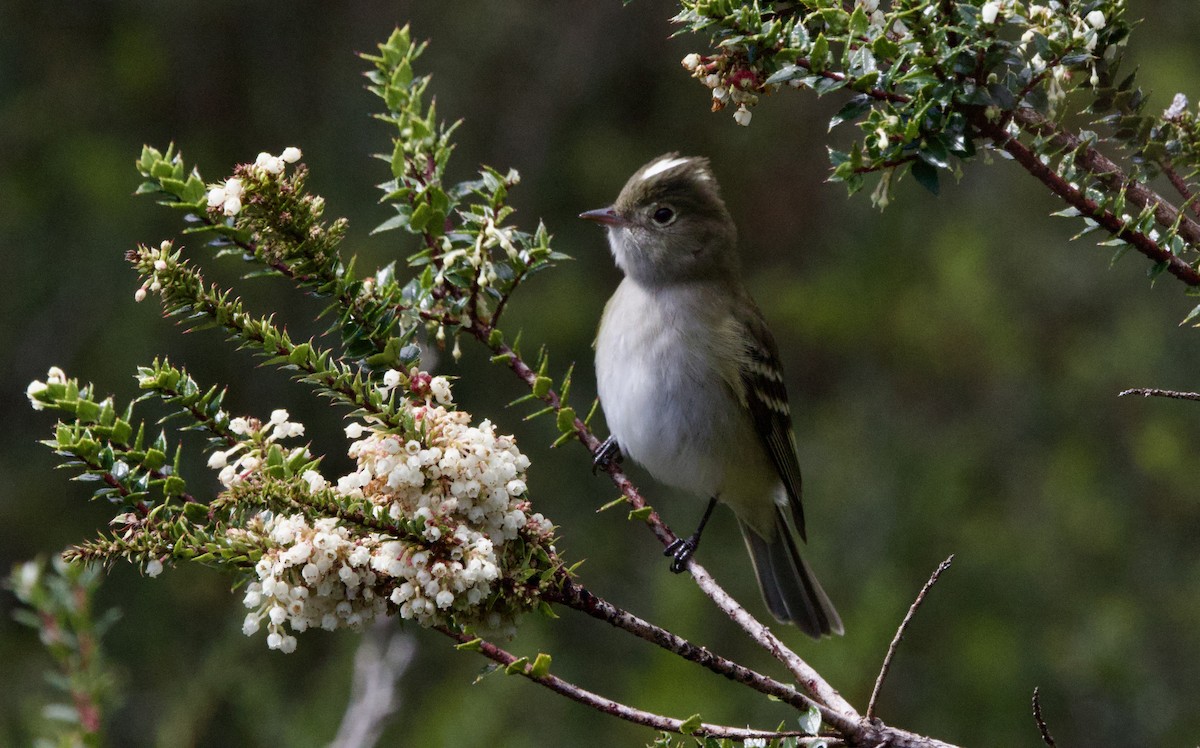 White-crested Elaenia - ML644003587