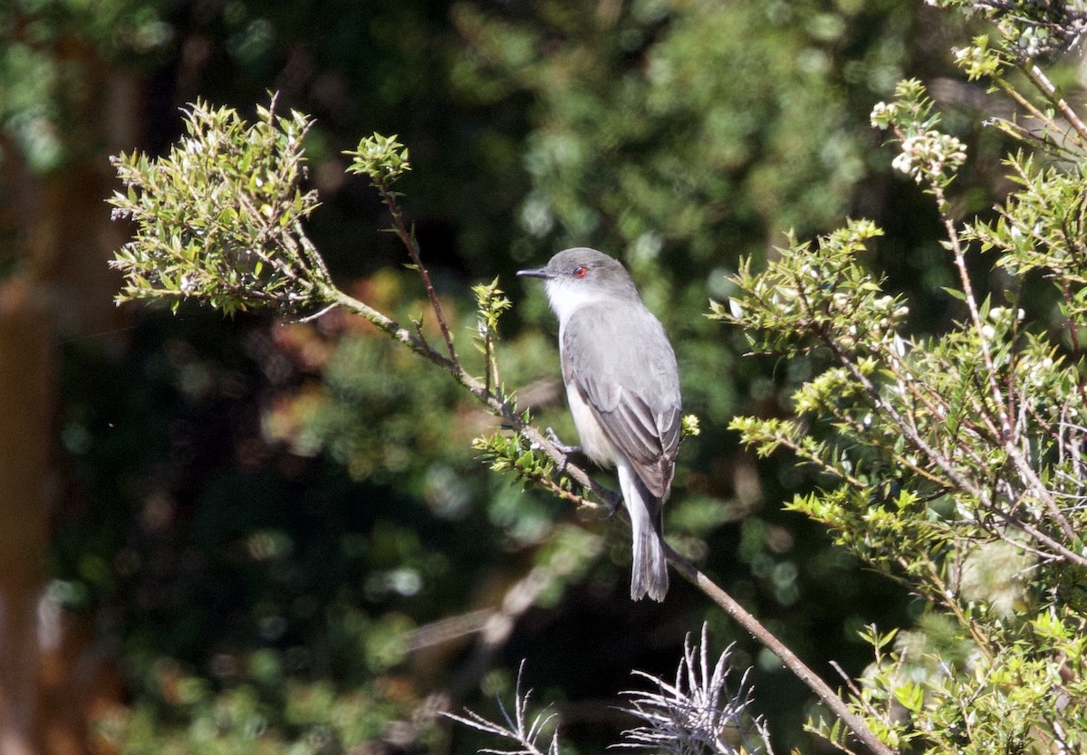 Fire-eyed Diucon - ML644003605