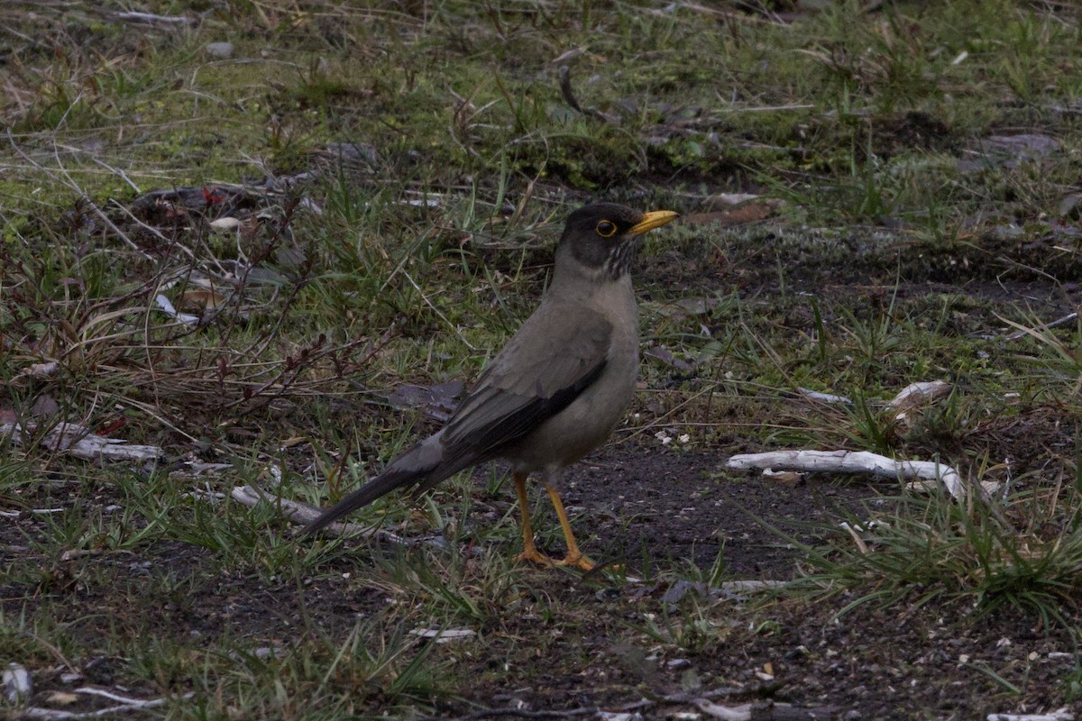 Austral Thrush - ML644003642