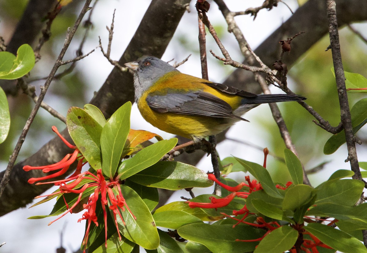 Patagonian Sierra Finch - ML644003653