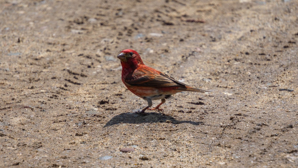 Purple Finch - ML644003675